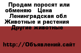 Продам поросят или обменяю › Цена ­ 2 000 - Ленинградская обл. Животные и растения » Другие животные   